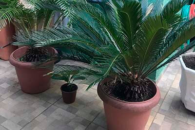 Casa de Repouso Amore Vitta